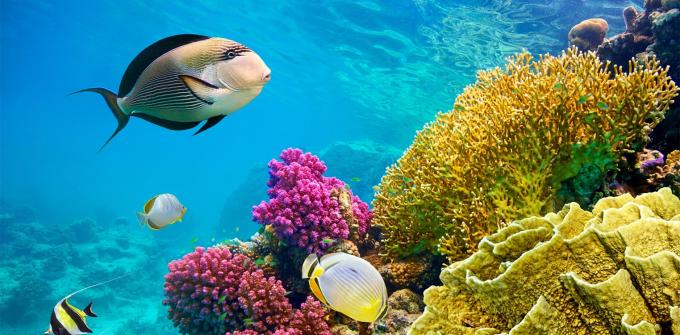 Red Sea, Egypt
